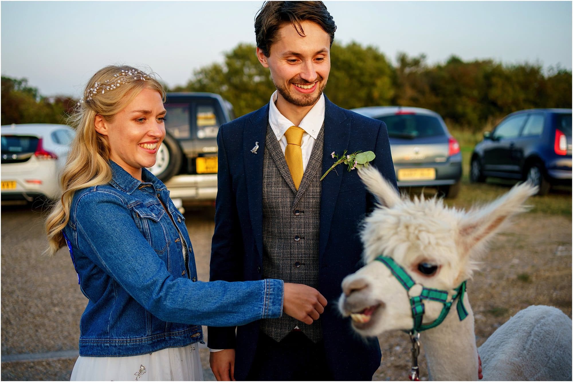 alpaca with bride and groom