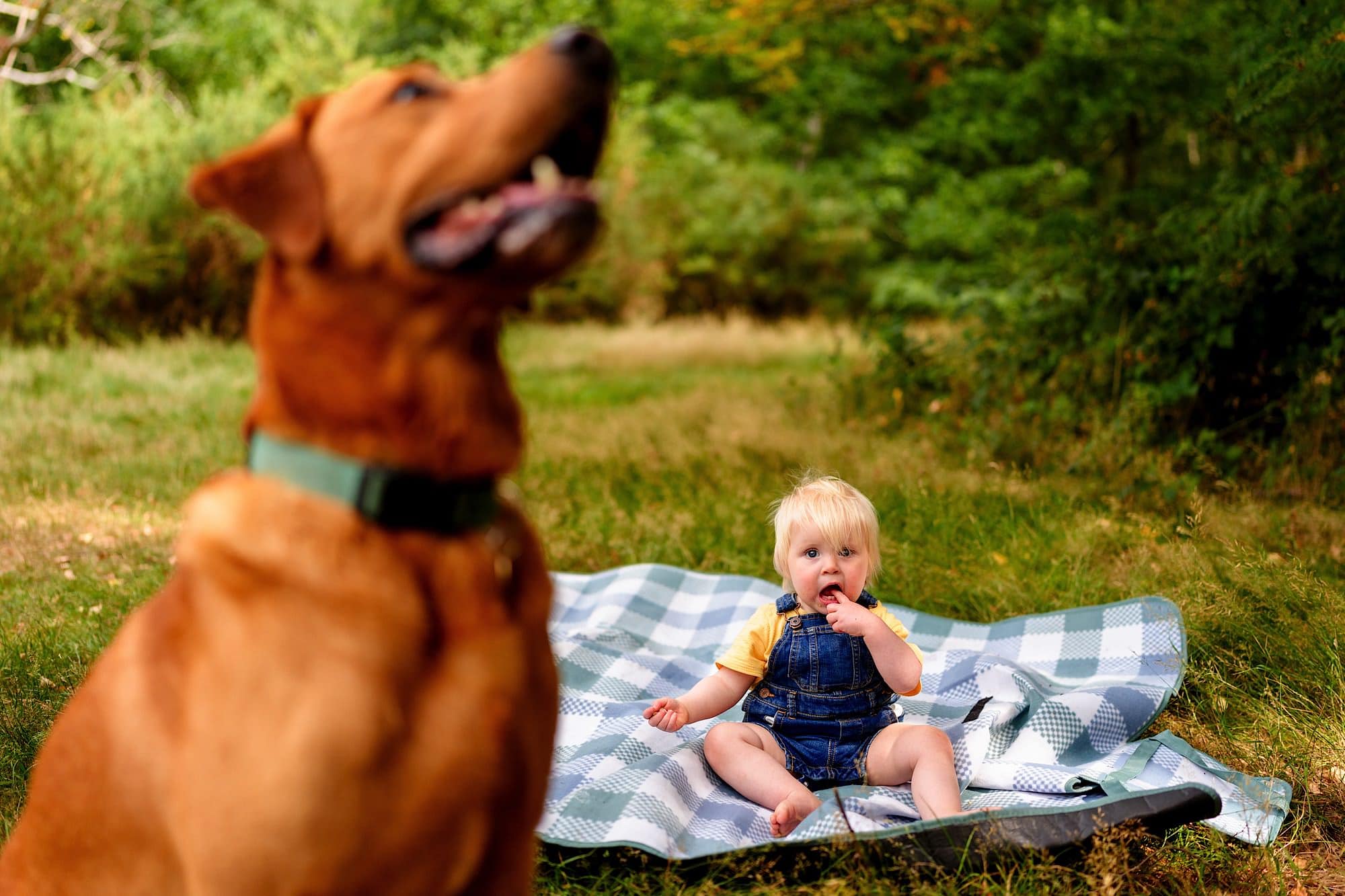 Candid family portrait of child with her dog on Mousehold Heath, Norwich, Norfolk